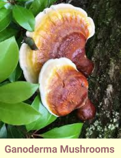 Ganoderma Mushrooms are the Secret behind the Organo Products that DIY-Wellness Offers!